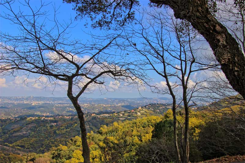 Mimosa trees in bloom covering the hills around Grasse, Provence
