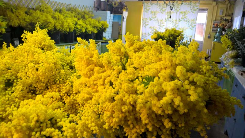 Huge bunches of cut mimosa flowers in a shop near Grasse, Provence