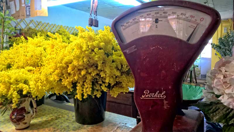 Mimosa flowers for sale, measured in weight on an old fashioned weighing machine, Provence