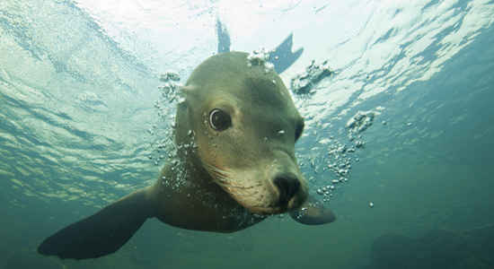 Nausicaa Sea Lions