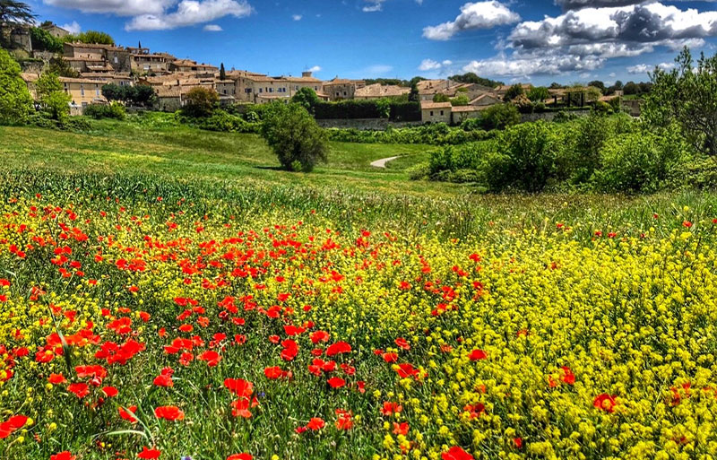 Poppies in Provence