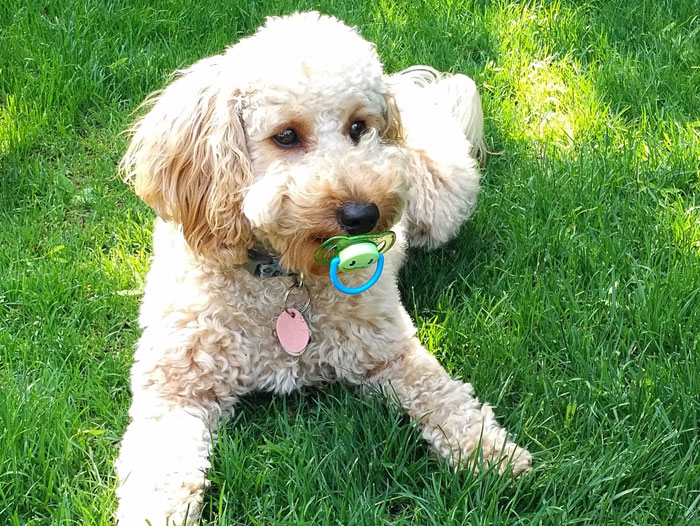 Little white dog sucking a dummy lying in the grass! 